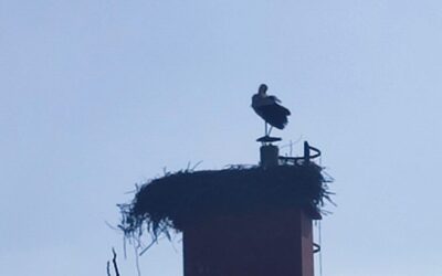 Roda se vratila – stiglo je proljeće! / Рода се вратила – стигло је пролеће!