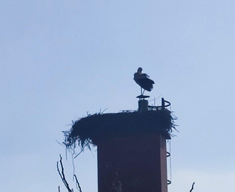 Roda se vratila – stiglo je proljeće! / Рода се вратила – стигло је пролеће!